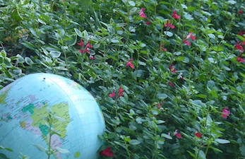 Globe sur herbe